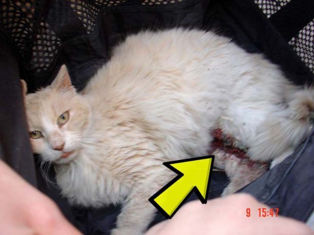 Ασύλληπτος παραμένει ο δράστης που ξεκοίλιασε γάτα στα Θυμιανά Χίου! Τον καλύπτει η Αστυνομία;